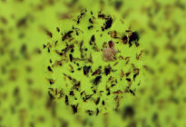 Hold the dead insect on the adhesive tape to maintain environment clean.